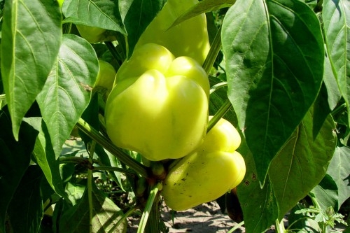 Salata de ardei grasi rosii